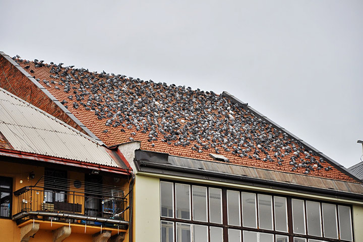A2B Pest Control are able to install spikes to deter birds from roofs in Bridlington. 