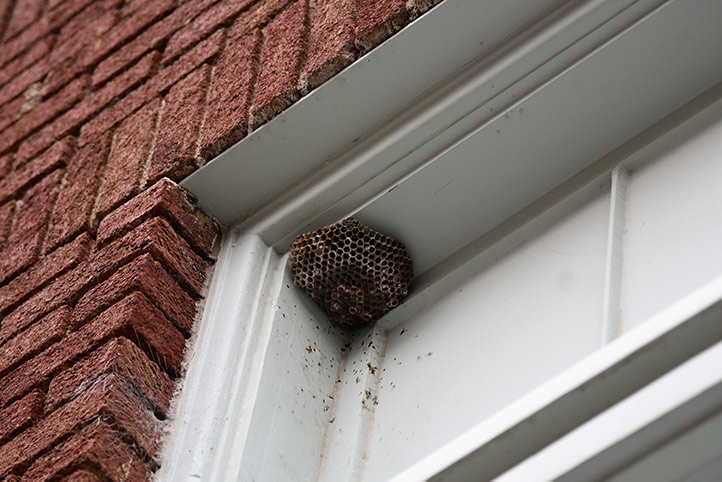 We provide a wasp nest removal service for domestic and commercial properties in Bridlington.